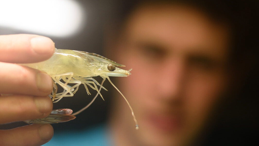 Die Bernerland Bank freut sich mit Familie Kunz über die Nomination für den agroPreis 2017. „Wir drücken Aemme Shrimp für die Preisverleihung am 2. November die Daumen“, bekräftigt Peter Ritter, Geschäftsführer der Bernerland Bank. „Ich hoffe, dass die innovativen Shrimp-Farmer aus unserer Region gewinnen werden.“