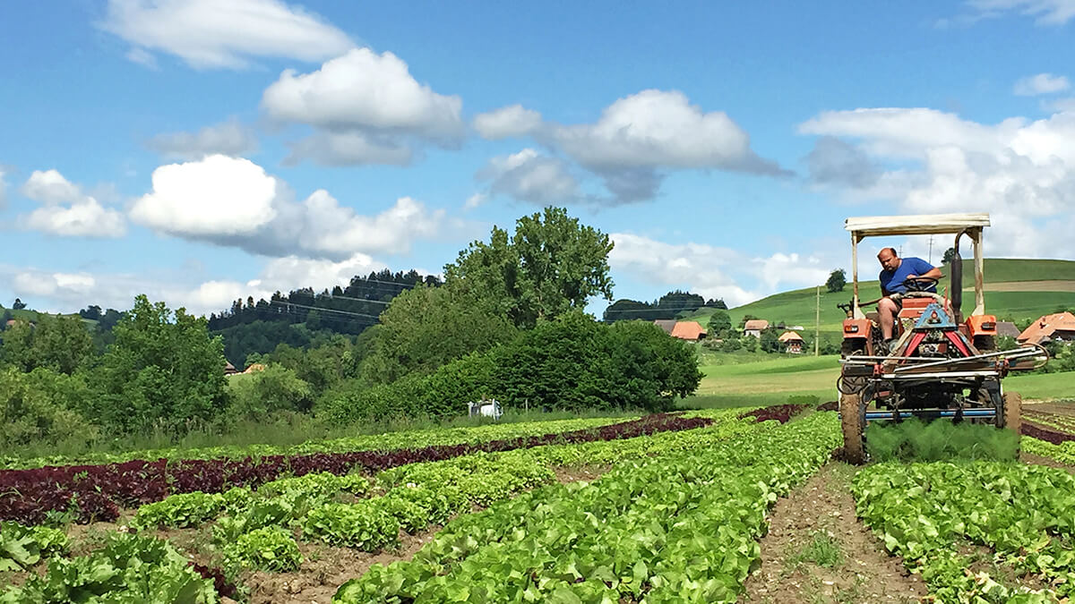 Familie Kuhn baut auf zwei Hektaren Land Freilandgemüse und verschiedenste Salate sowie Karotten und Kartoffeln an.