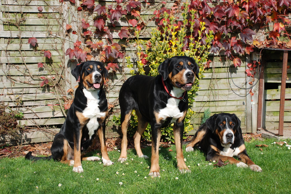 Ursprünglich sind Grosse Schweizer Sennenhunde als Wach- und Zughunde zum Einsatz gekommen. 